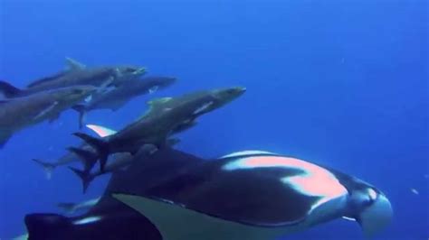 Witnessing the underwater spectacle of Hawaii's manta ray feeding frenzy